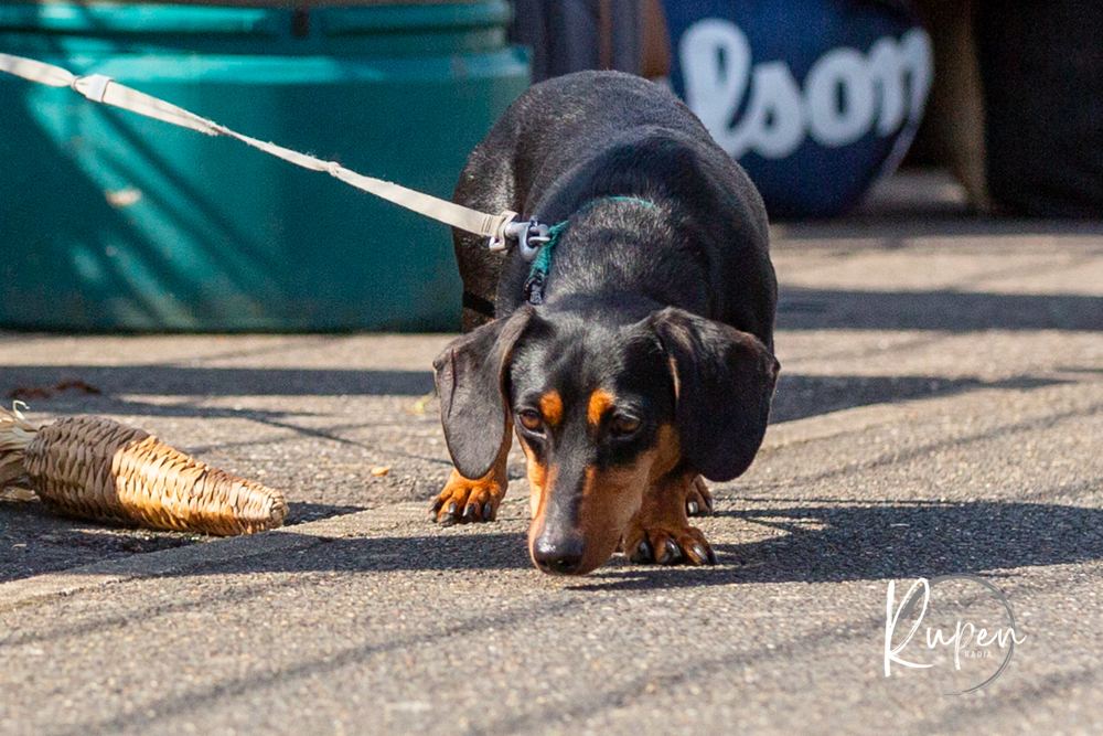 Even the dog registered (spectators go free)